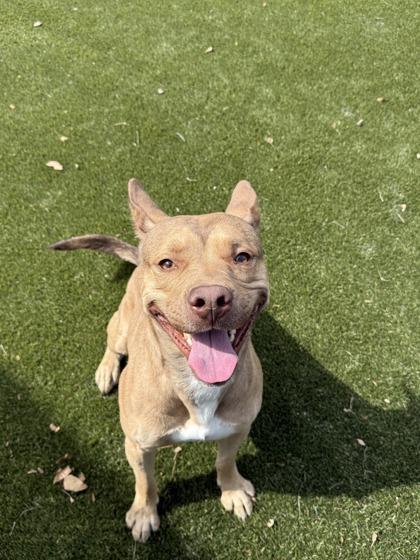 Rocko, Adoptable, Adult Male Mixed Breed & Mixed Breed.