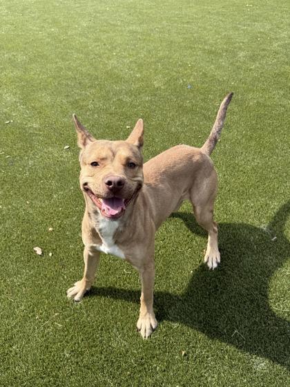 Rocko, a Adoptable mixed breed in Lafayette, IN image 2/2