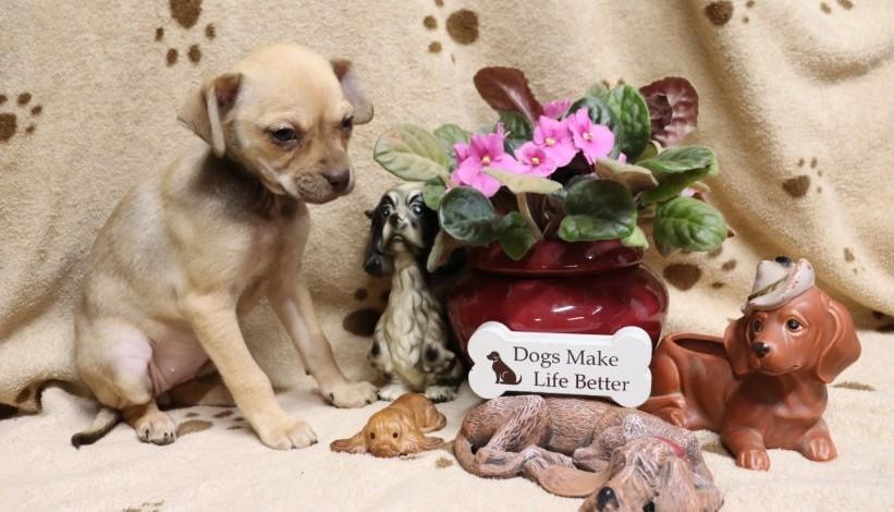 Star, an adopted mixed breed in Chepachet, RI image 4/5