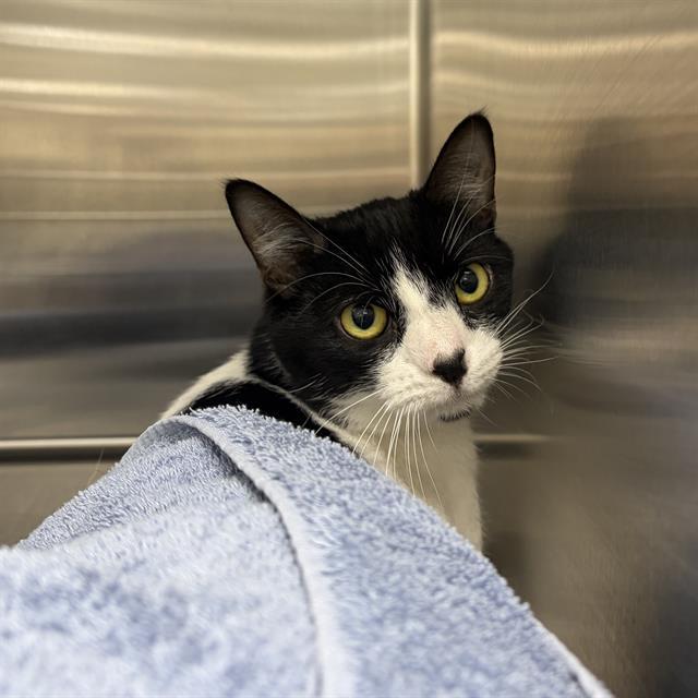 Enlarge FROSTINE, a Adoptable Domestic Short Hair in Centerville, MA image 1/1