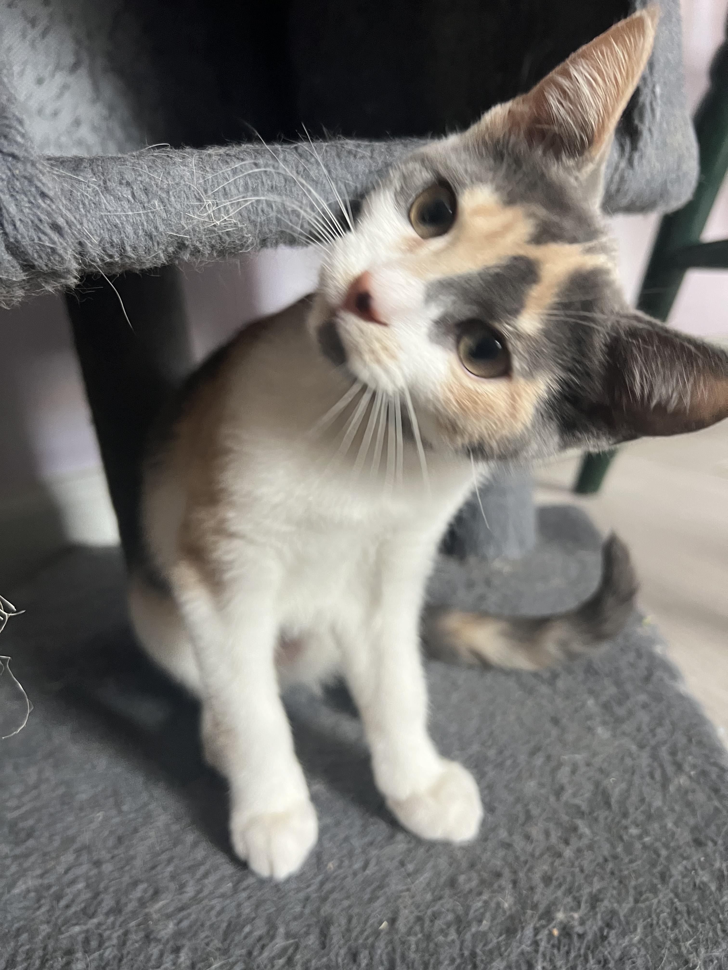 Dakota, adopted, Kitten Female Domestic Short Hair.