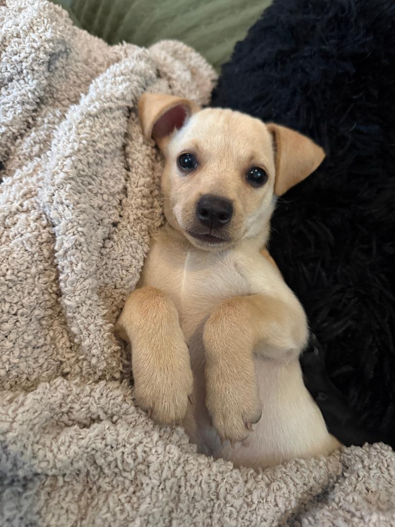 Enlarge Butter, a ADOPTABLE mixed breed in Los Angeles, CA image 3/4