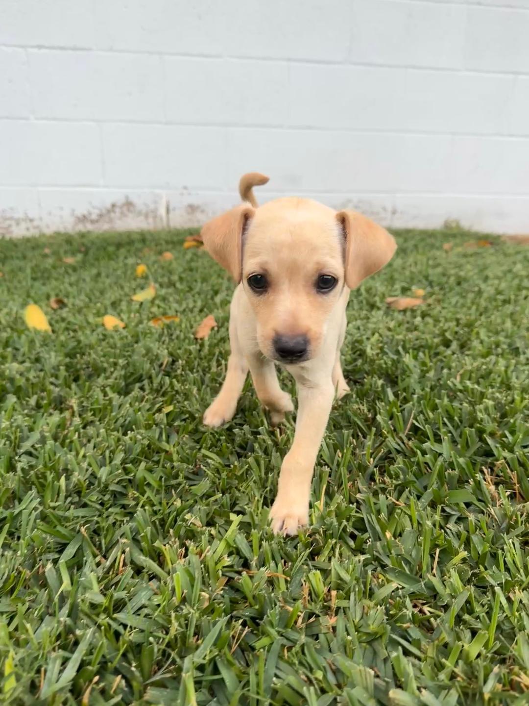 Enlarge Butter, a ADOPTABLE mixed breed in Los Angeles, CA image 4/4