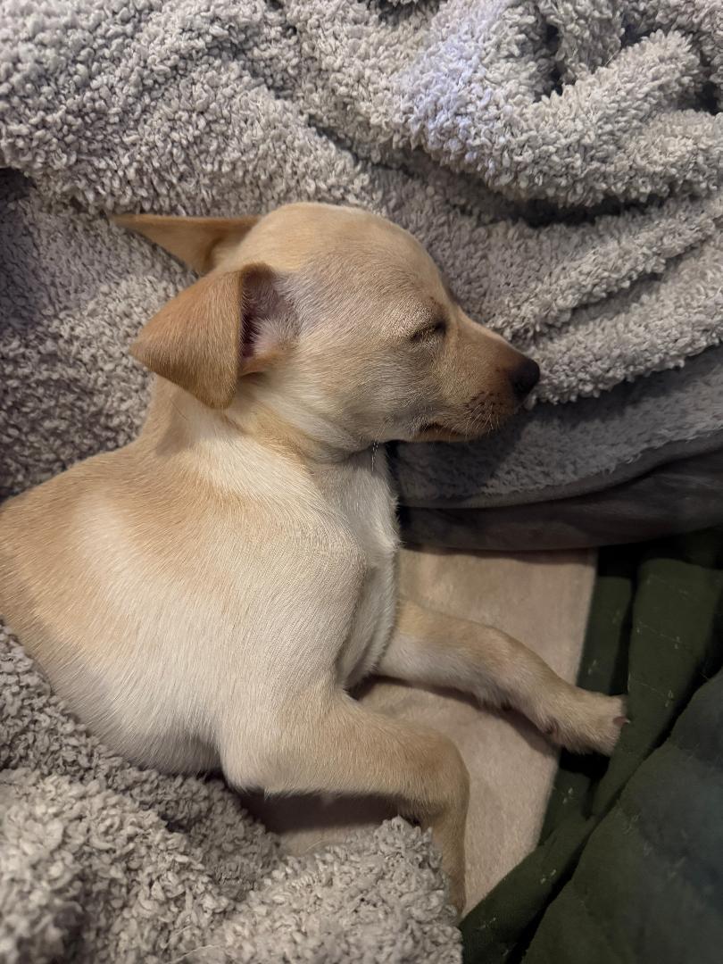 Enlarge Butter, a ADOPTABLE mixed breed in Los Angeles, CA image 2/4