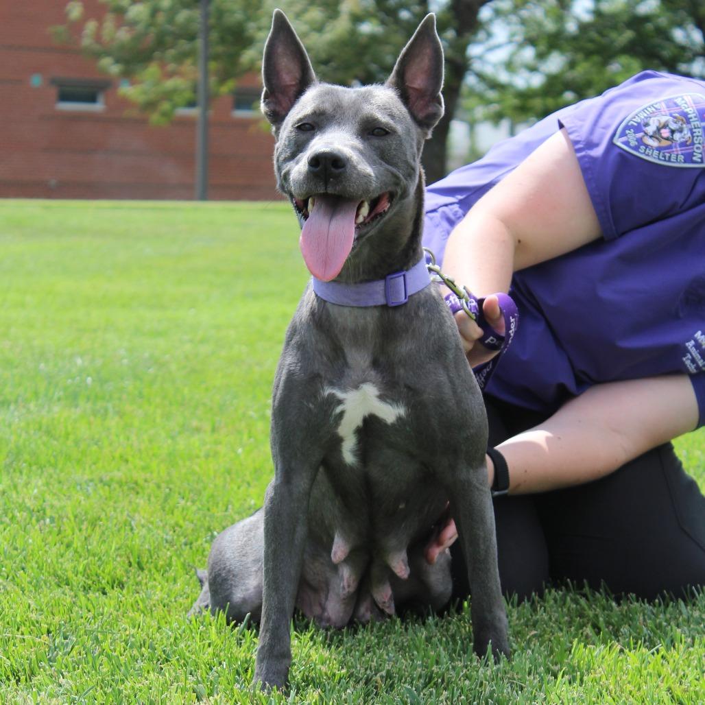 Shrimpy, Adoptable, Adult Female Pit Bull Terrier & Mixed Breed.