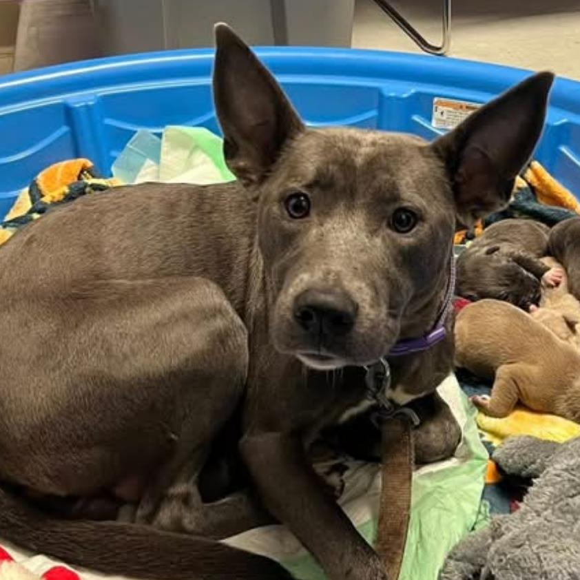 Shrimpy, a Adoptable mixed breed in McPherson, KS image 2/6