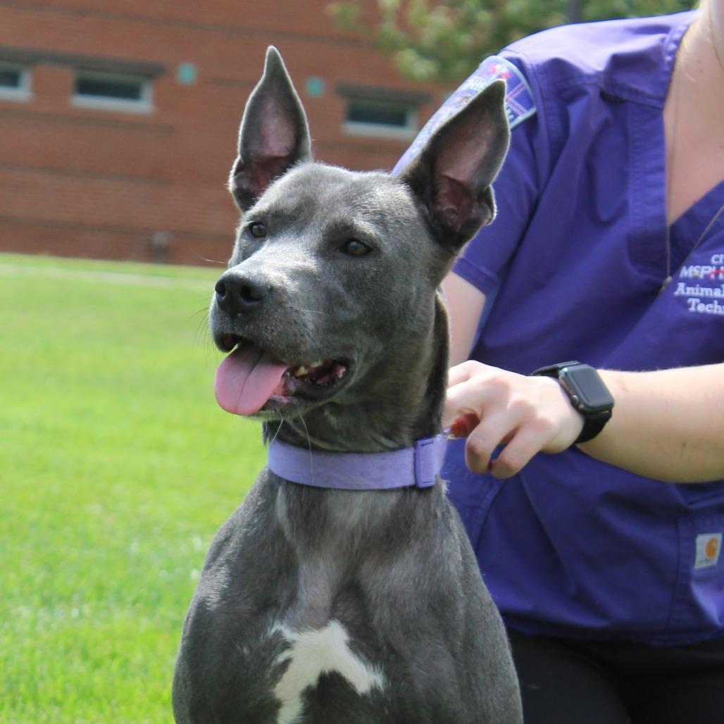 Shrimpy, a Adoptable mixed breed in McPherson, KS image 3/6