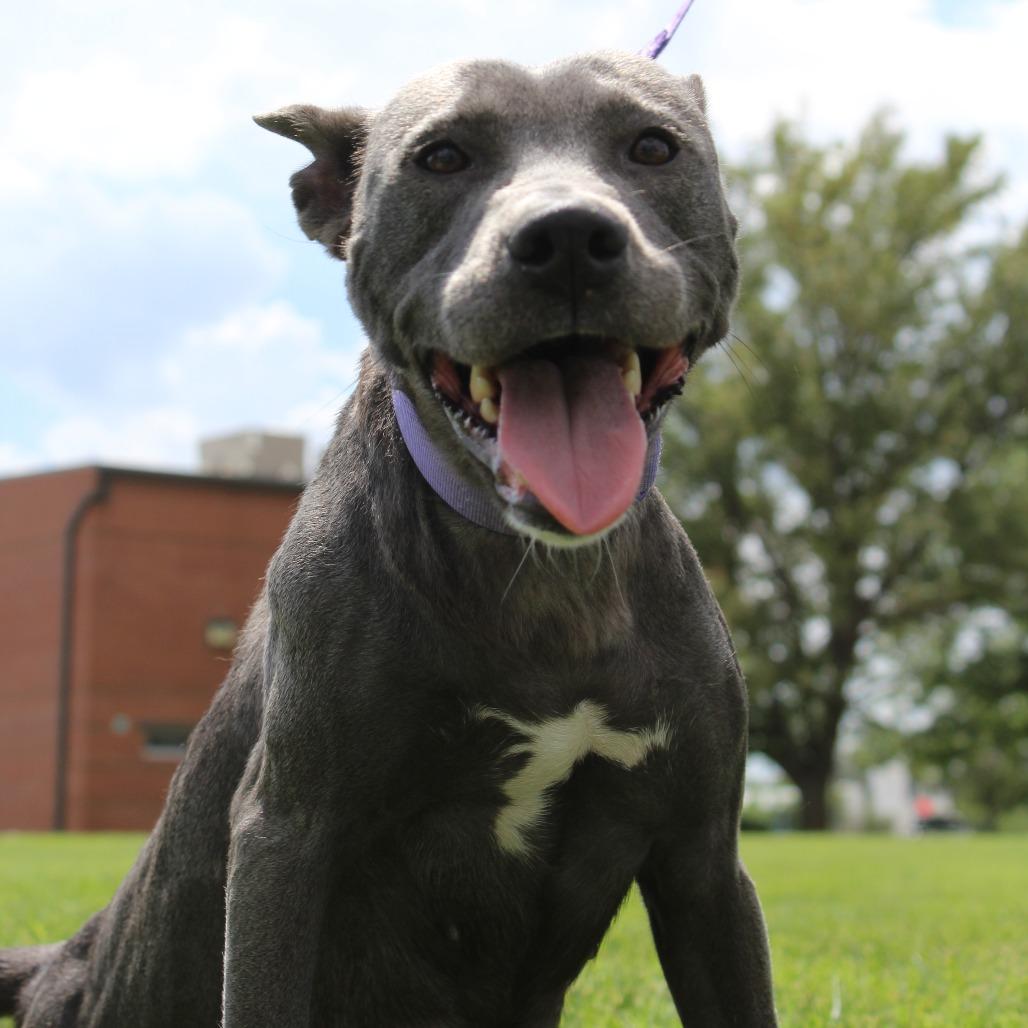 Shrimpy, a Adoptable mixed breed in McPherson, KS image 4/6