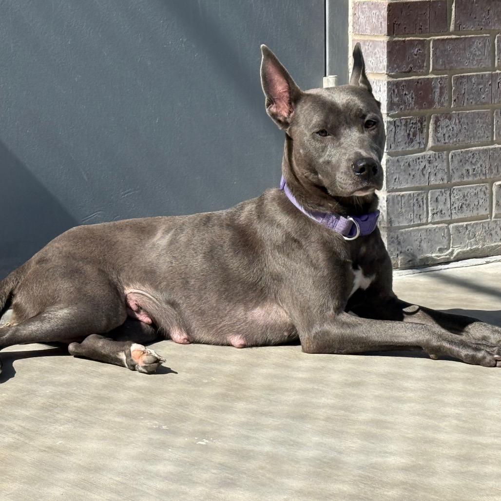 Shrimpy, a Adoptable mixed breed in McPherson, KS image 5/6