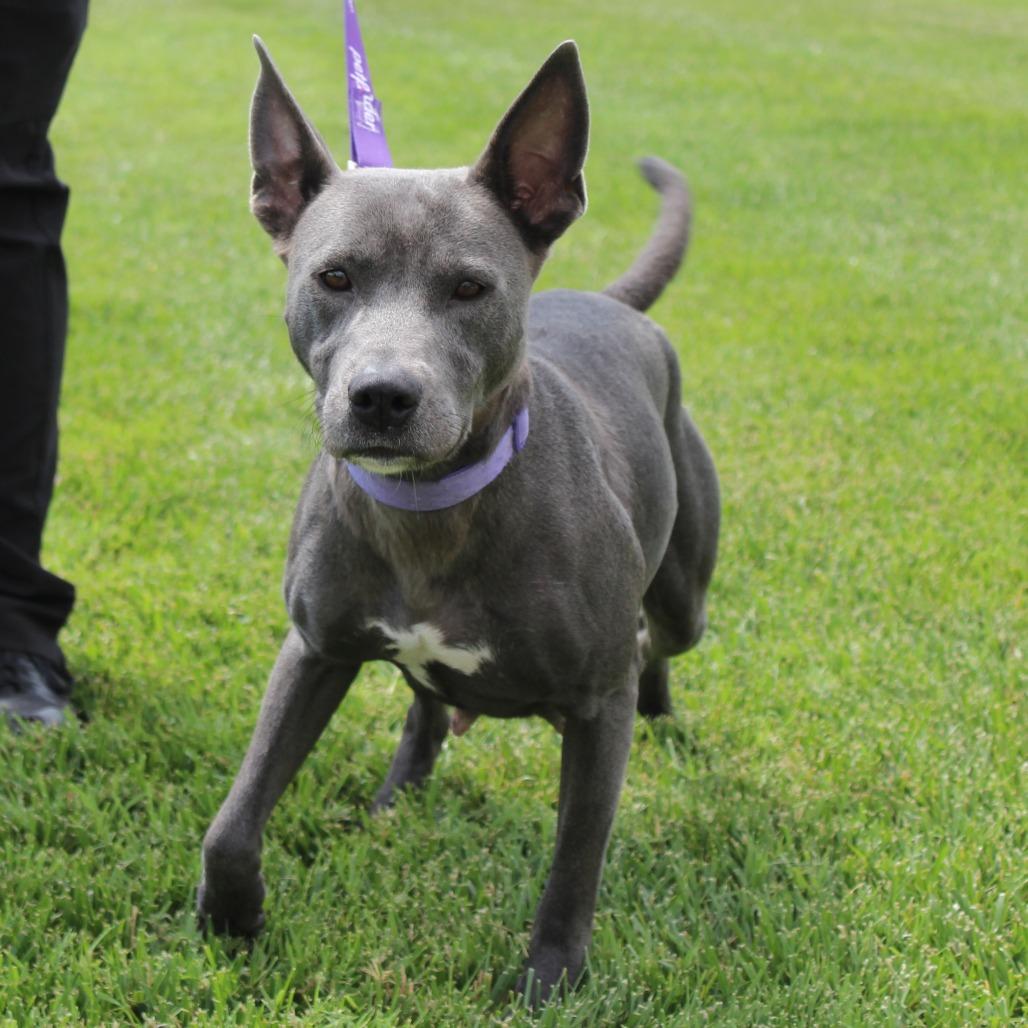 Shrimpy, a Adoptable mixed breed in McPherson, KS image 6/6