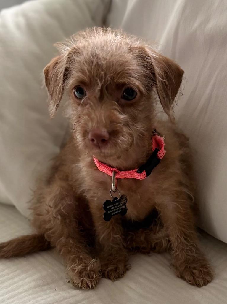Ila, Adoptable, Puppy Female Terrier.
