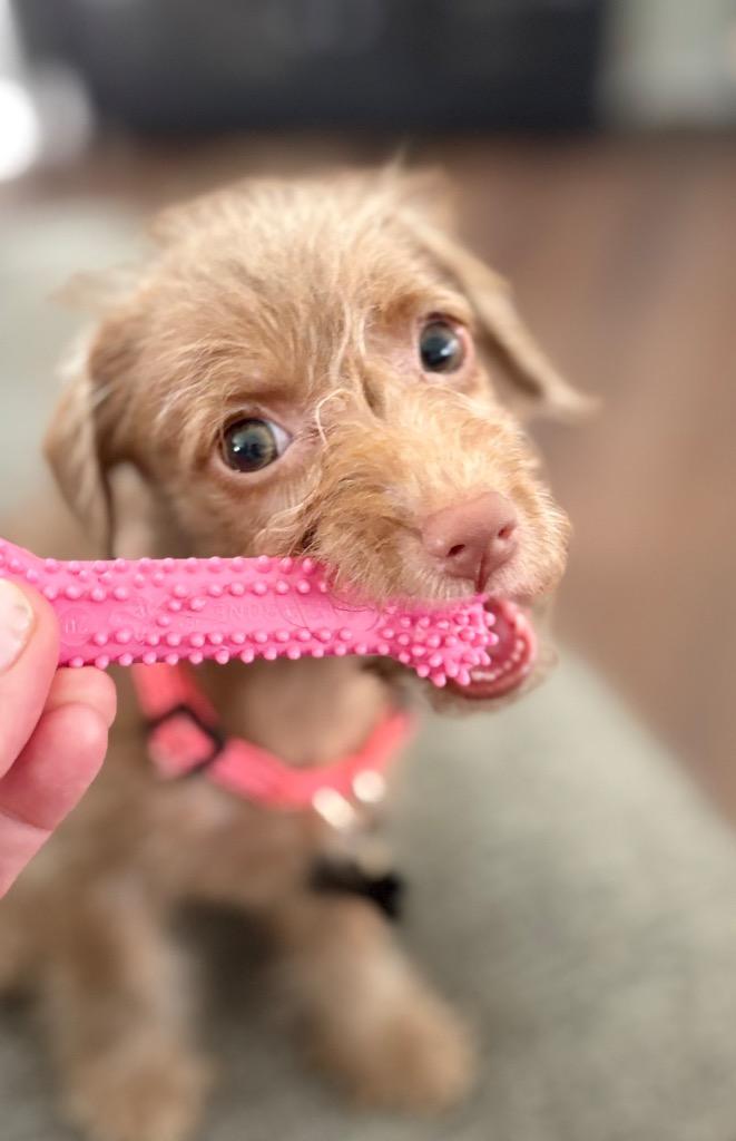 Ila, a Adoptable mixed breed in West Bloomfield, MI image 2/5