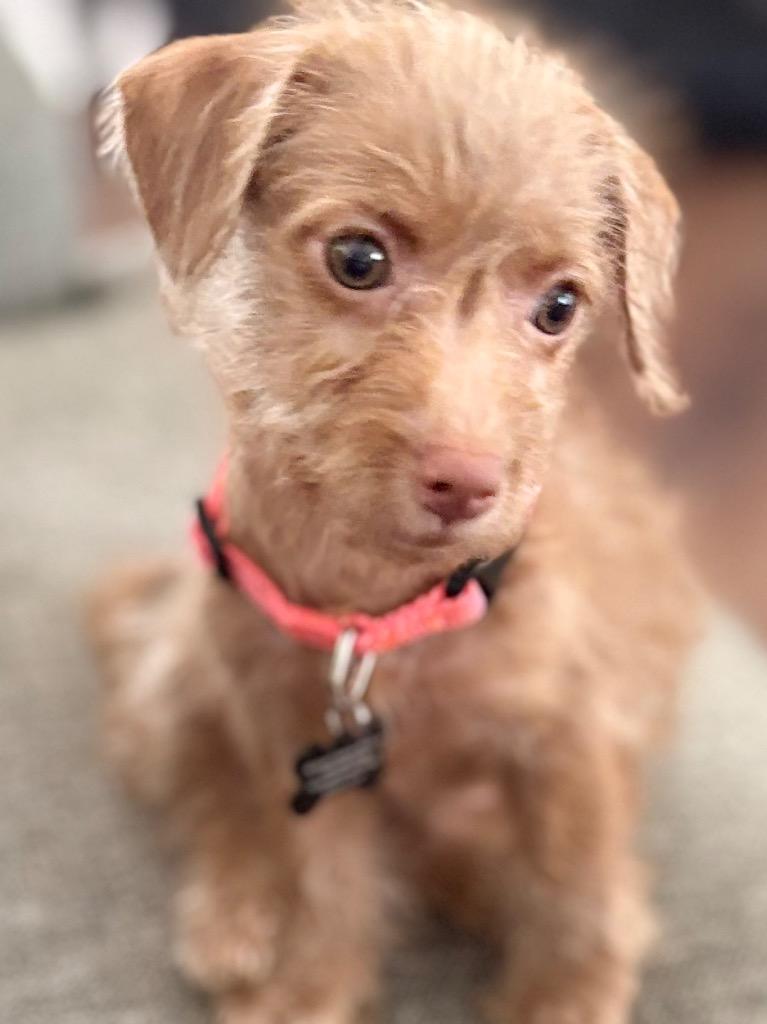 Ila, a Adoptable mixed breed in West Bloomfield, MI image 4/5