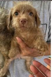 Ila, a Adoptable mixed breed in West Bloomfield, MI image 5/5