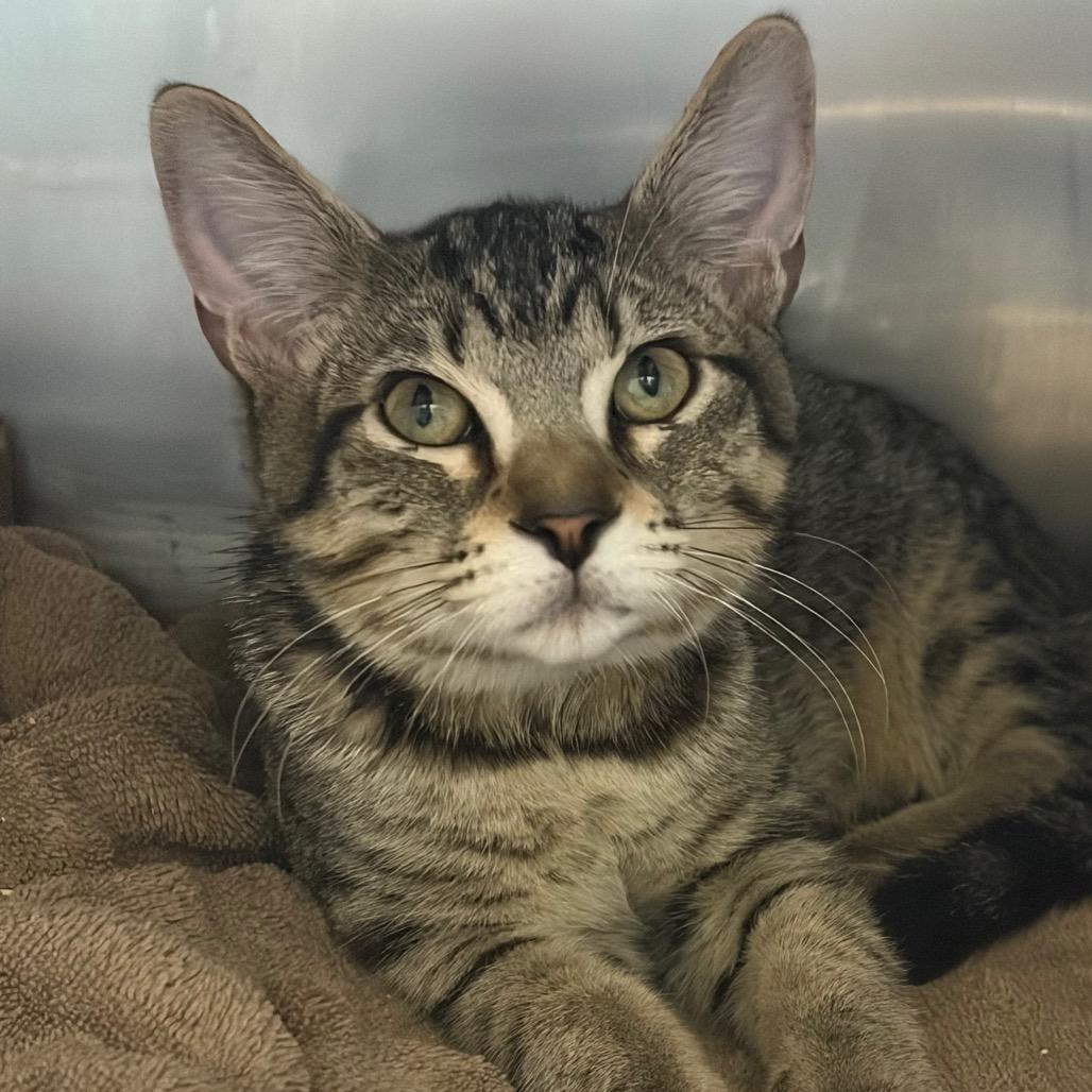 Clover, Adoptable, Kitten Male Domestic Short Hair.