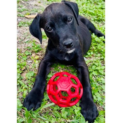 Luna Lovegood - The Calm & Gentle Puppy, a Adoptable mixed breed in Boise, ID image 4/6
