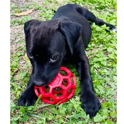 Luna Lovegood - The Calm & Gentle Puppy, a Adoptable mixed breed in Boise, ID image 2/6