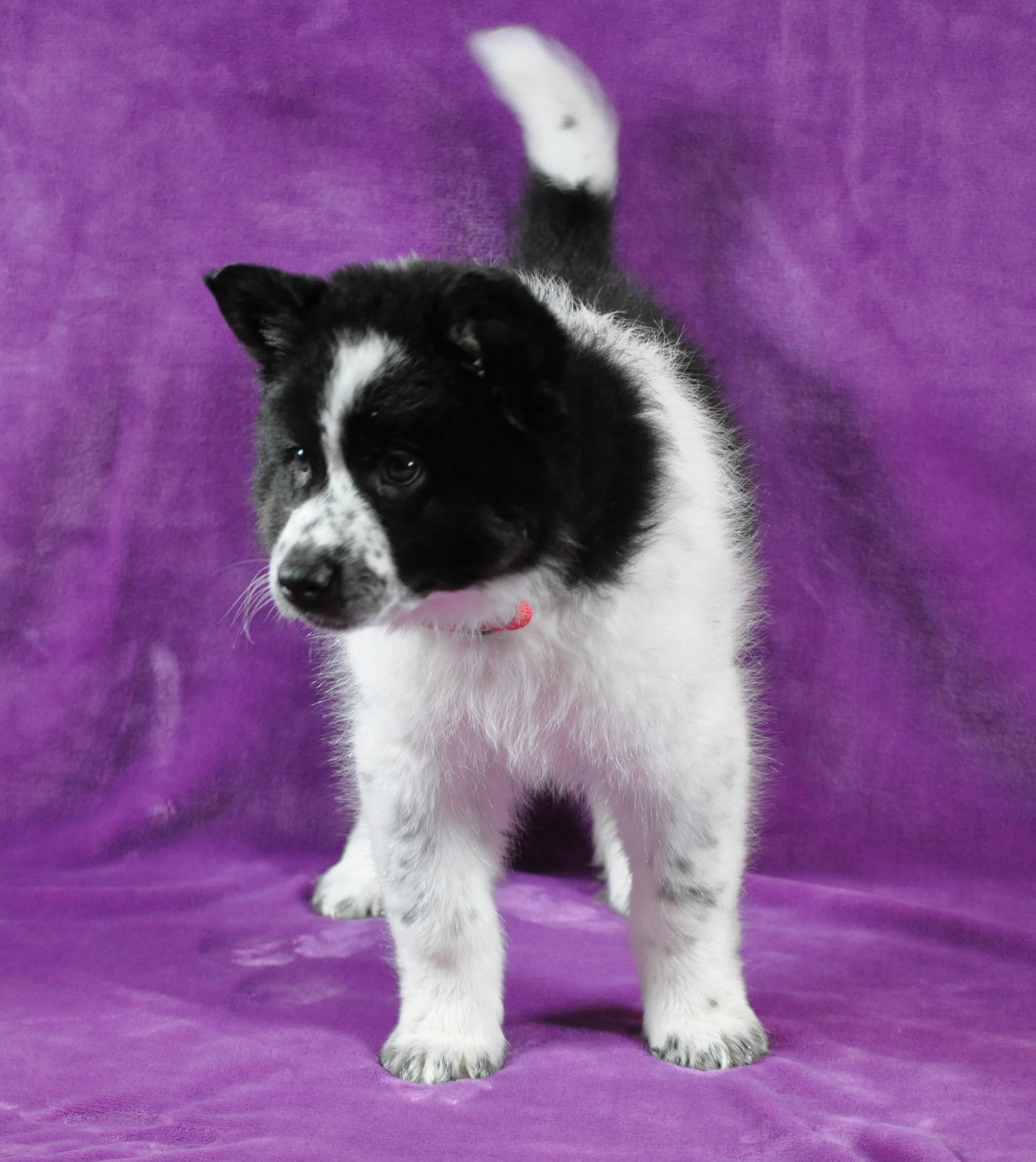 Enlarge Bonnie, an adopted mixed breed in Union Gap, WA image 1/6