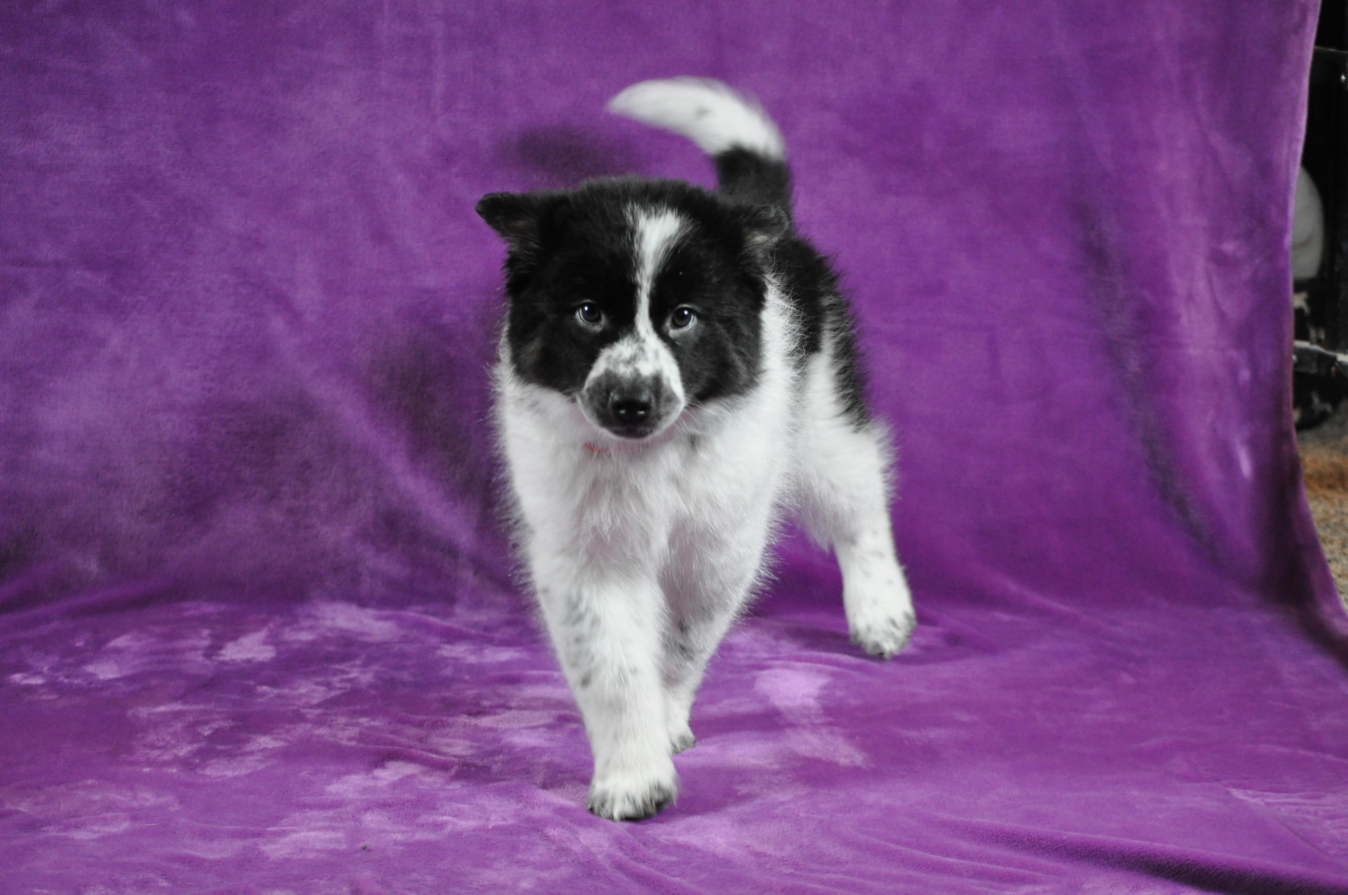 Enlarge Bonnie, an adopted mixed breed in Union Gap, WA image 2/6