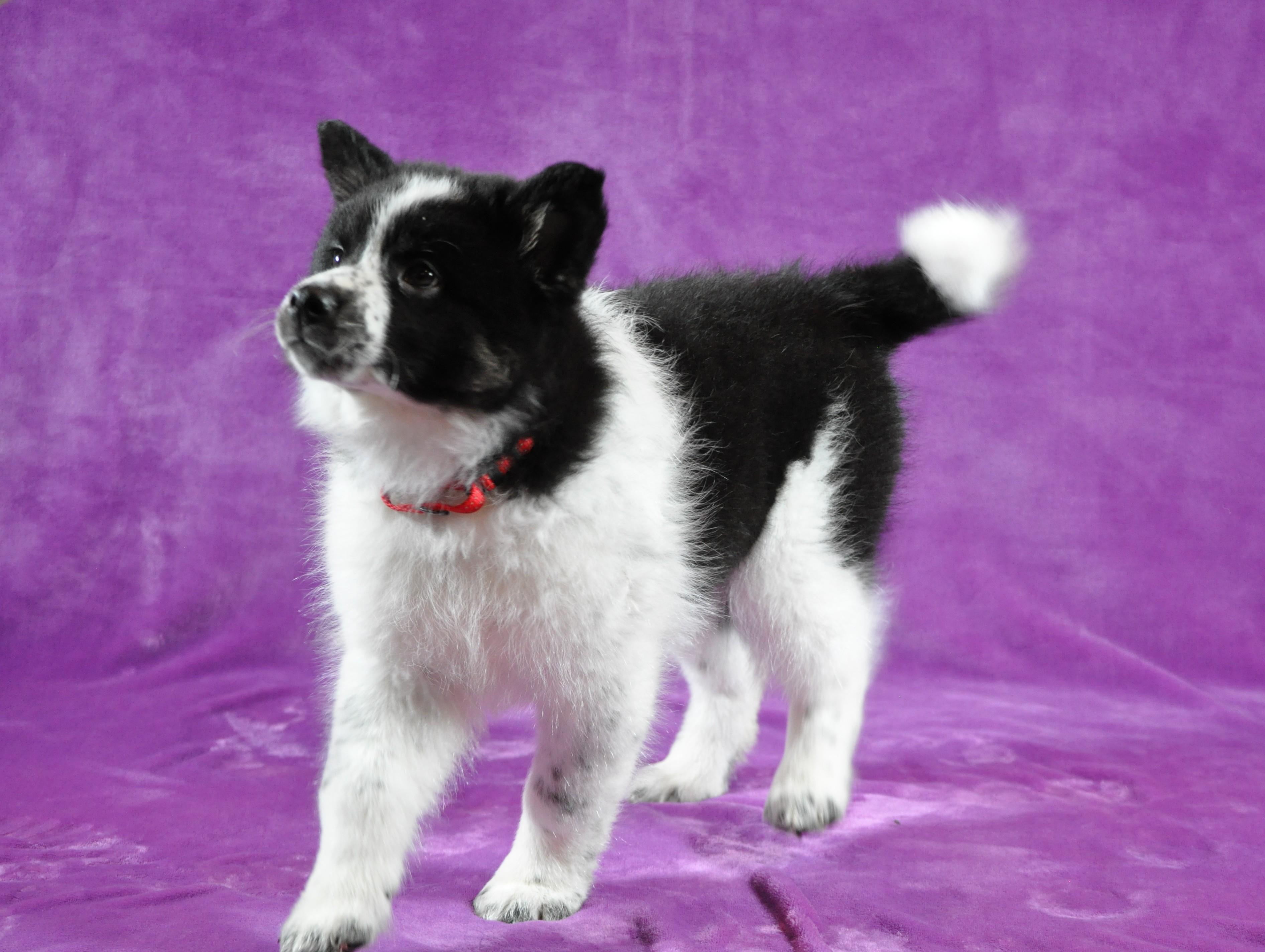 Enlarge Bonnie, an adopted mixed breed in Union Gap, WA image 3/6