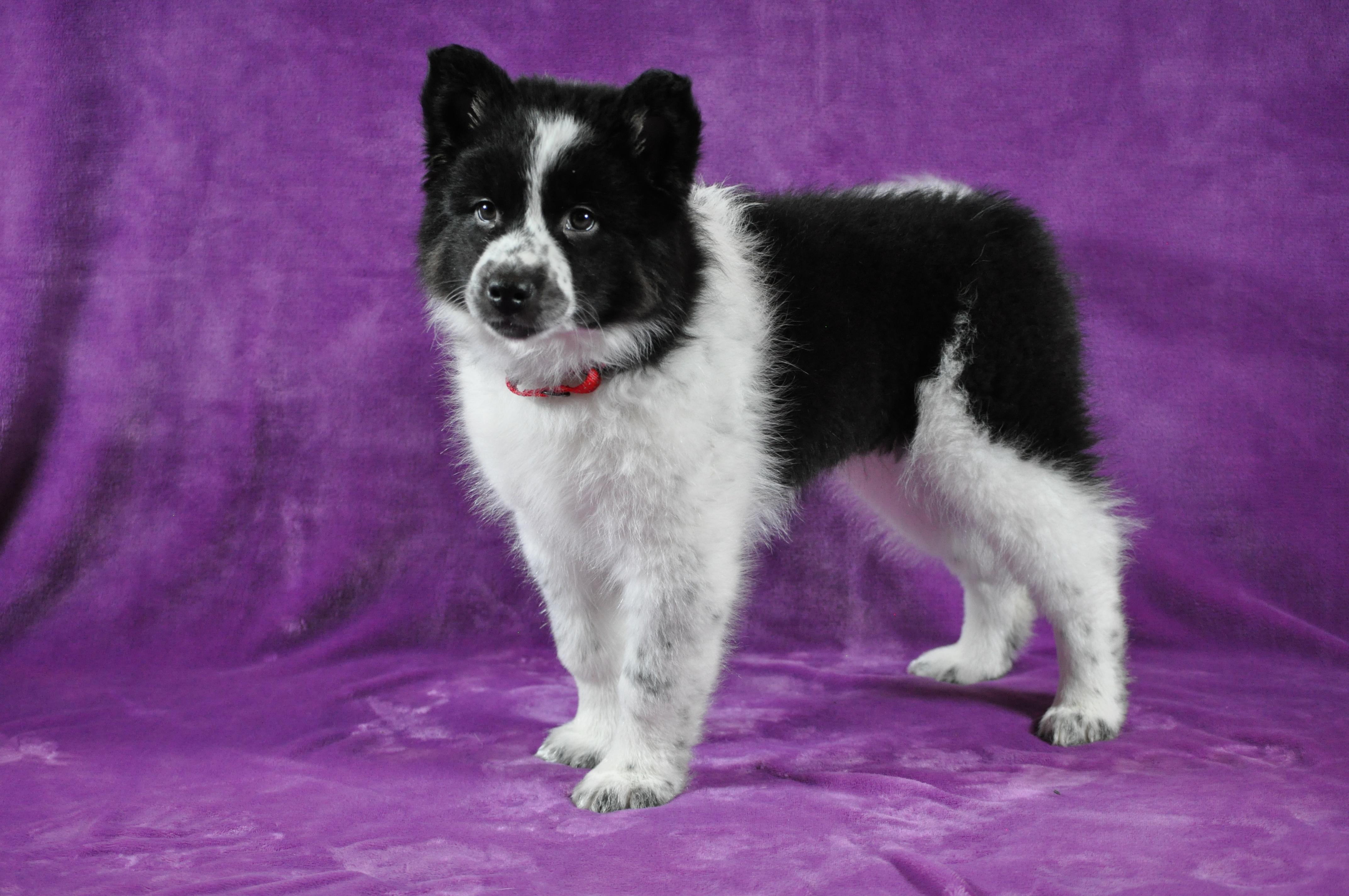 Enlarge Bonnie, an adopted mixed breed in Union Gap, WA image 4/6