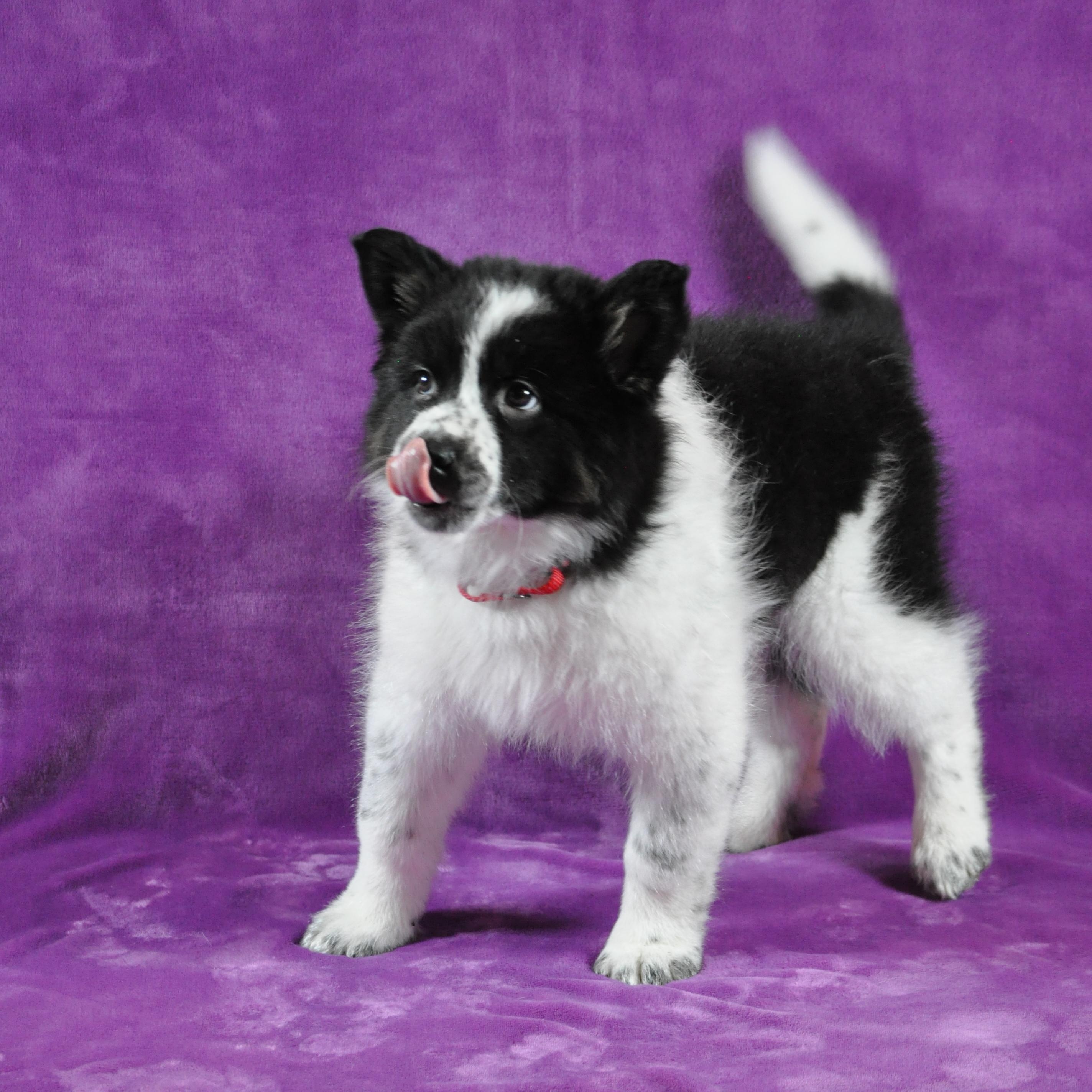 Enlarge Bonnie, an adopted mixed breed in Union Gap, WA image 5/6