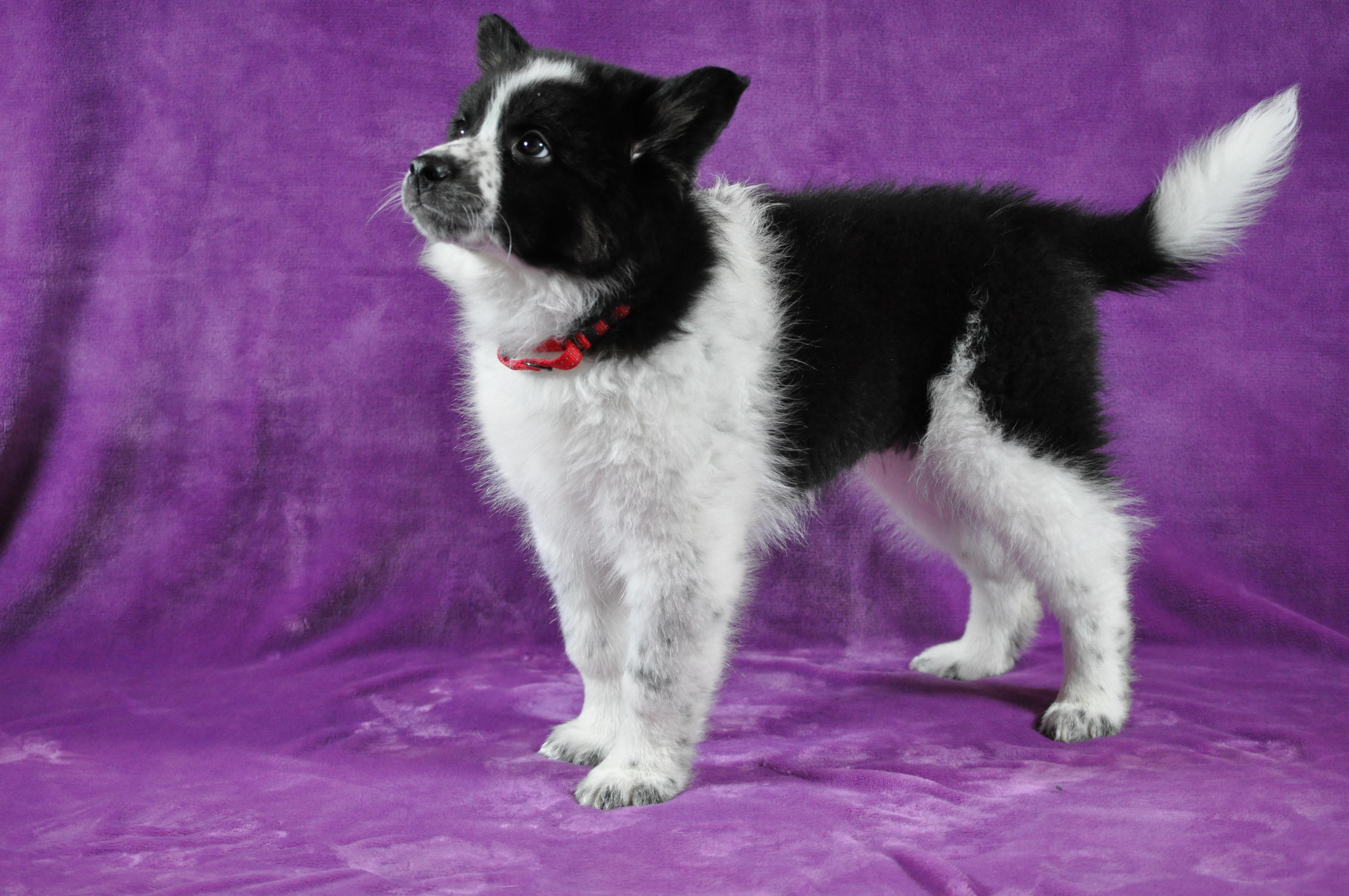 Enlarge Bonnie, an adopted mixed breed in Union Gap, WA image 6/6