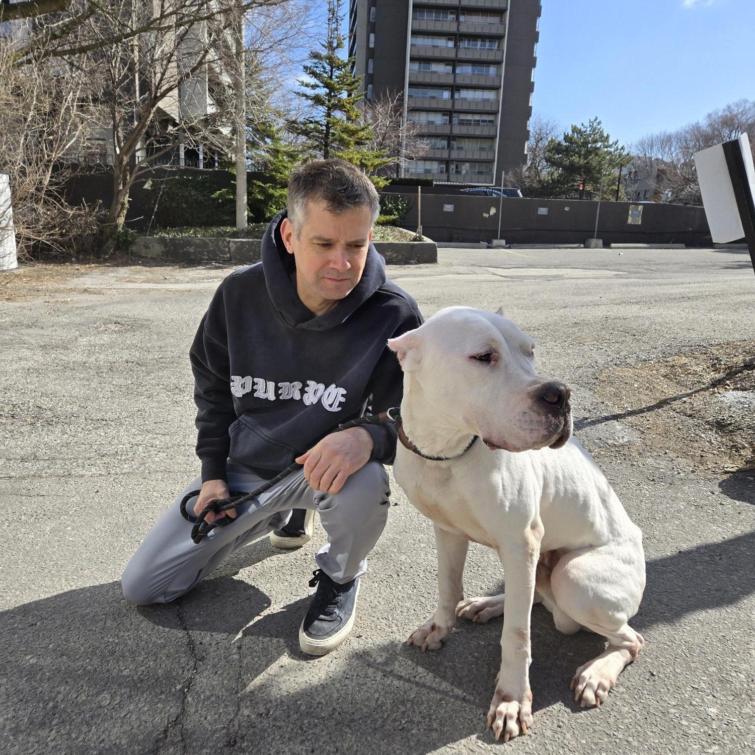 Enlarge STAR, a Adoptable Dogo Argentino in Toronto, ON image 2/6