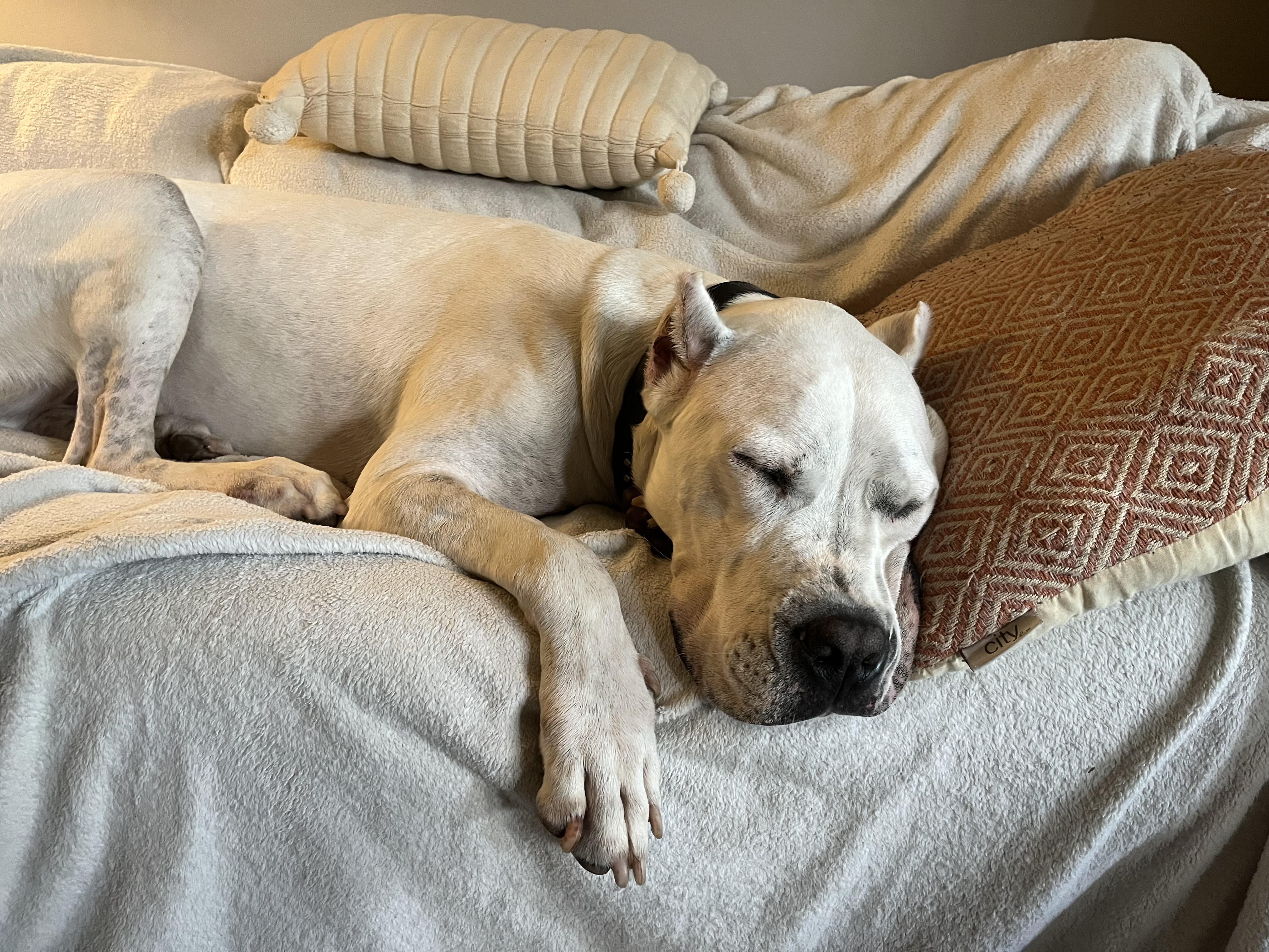 Enlarge STAR, a Adoptable Dogo Argentino in Toronto, ON image 3/6