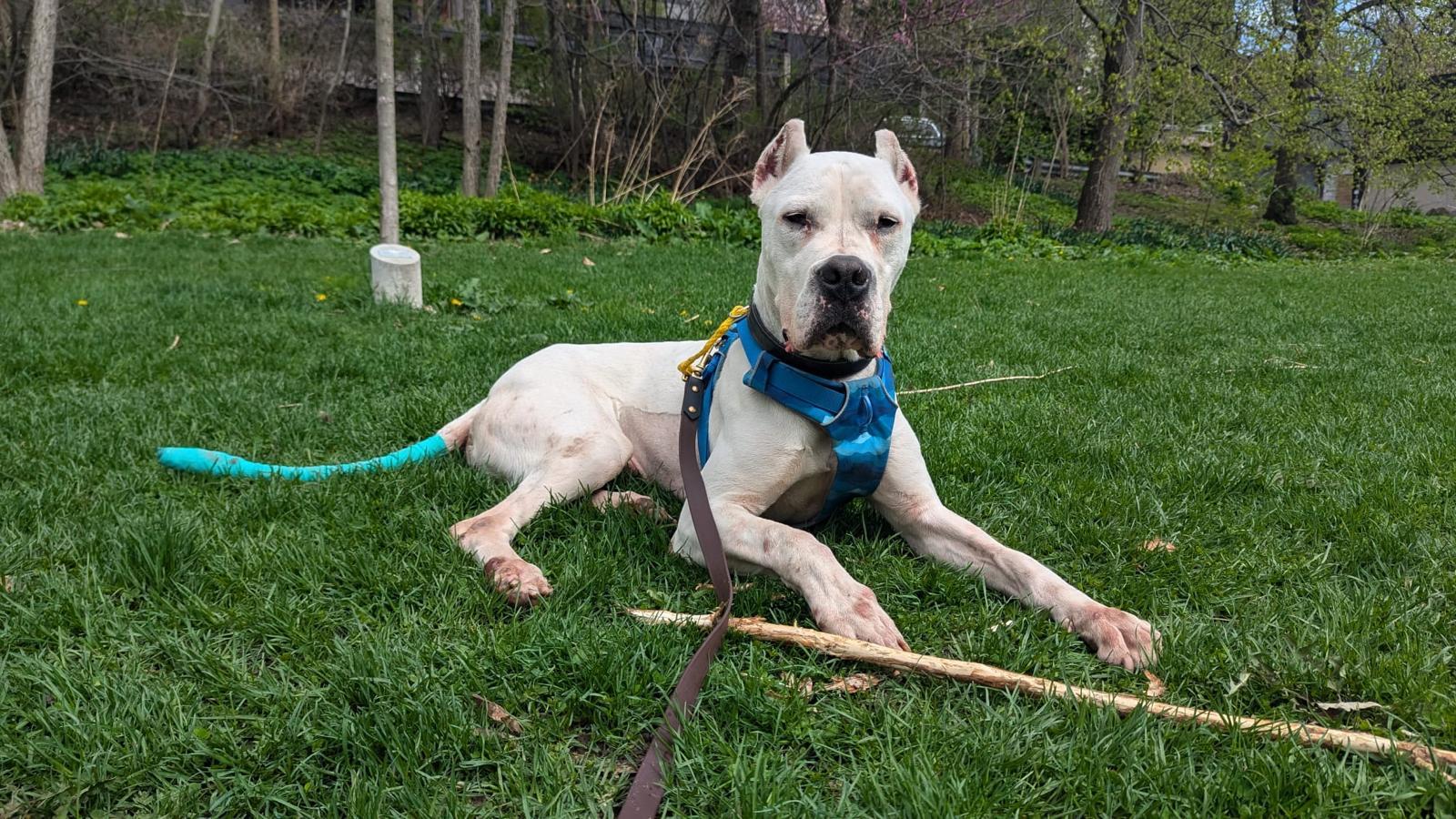 Enlarge STAR, a Adoptable Dogo Argentino in Toronto, ON image 4/6