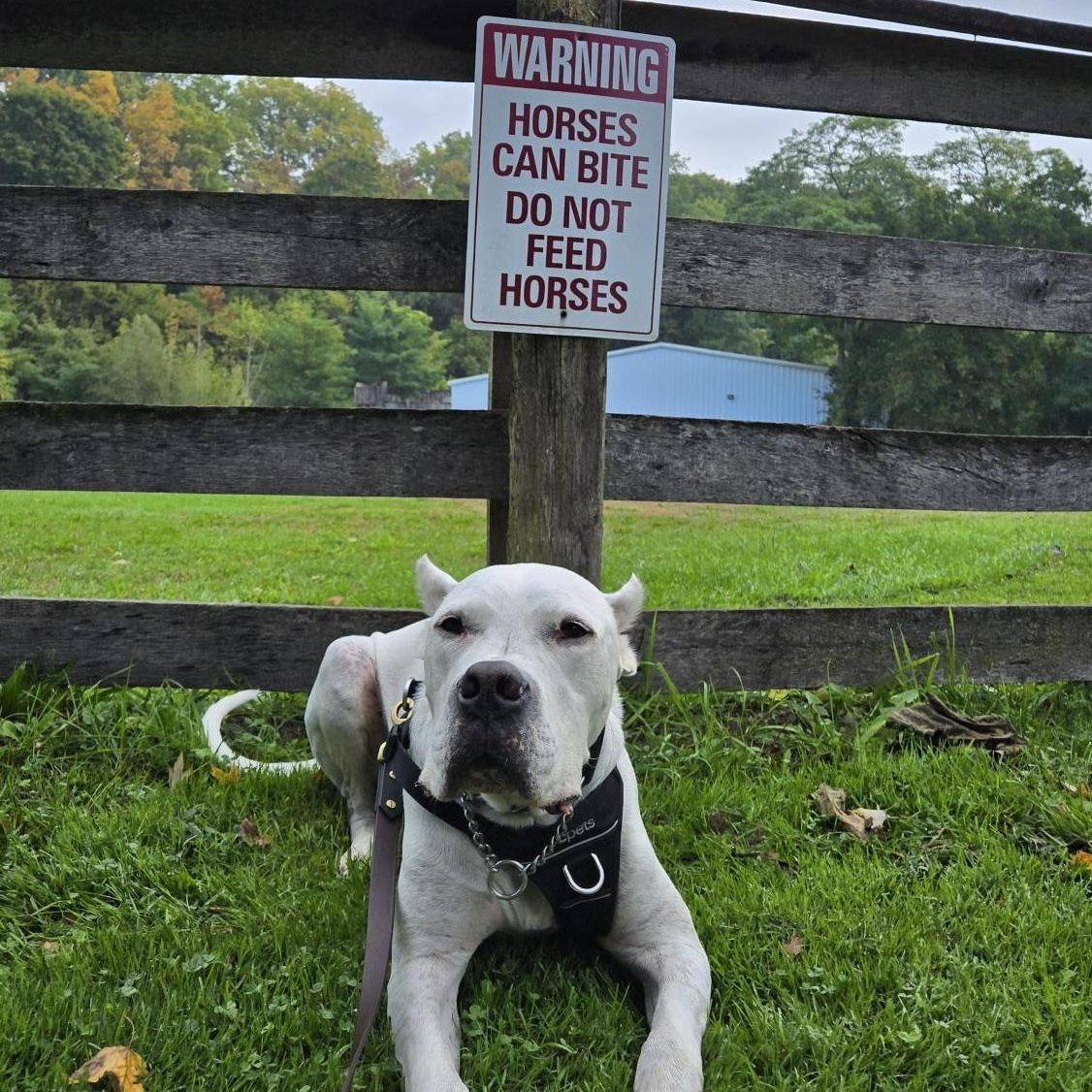Enlarge STAR, a Adoptable Dogo Argentino in Toronto, ON image 5/6