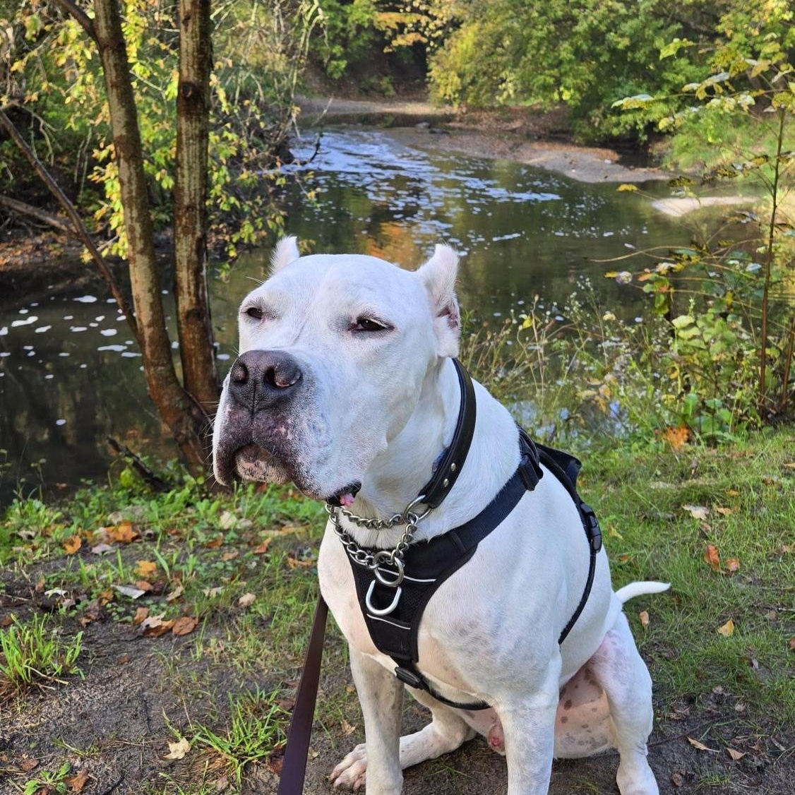 Enlarge STAR, a Adoptable Dogo Argentino in Toronto, ON image 1/6