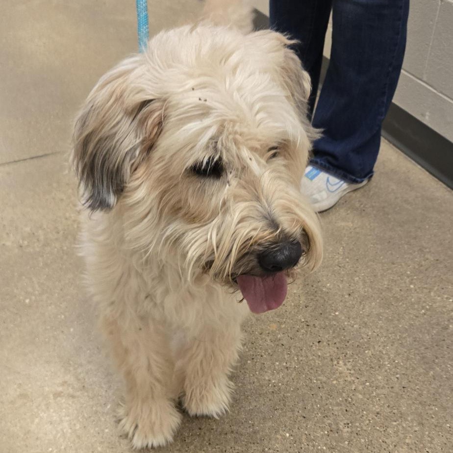 Enlarge Toby, an adopted Wheaten Terrier in Cedar Rapids, IA image 3/5