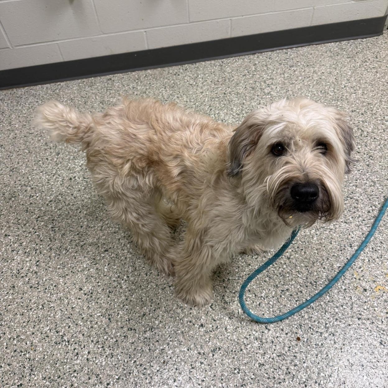 Enlarge Toby, an adopted Wheaten Terrier in Cedar Rapids, IA image 4/5