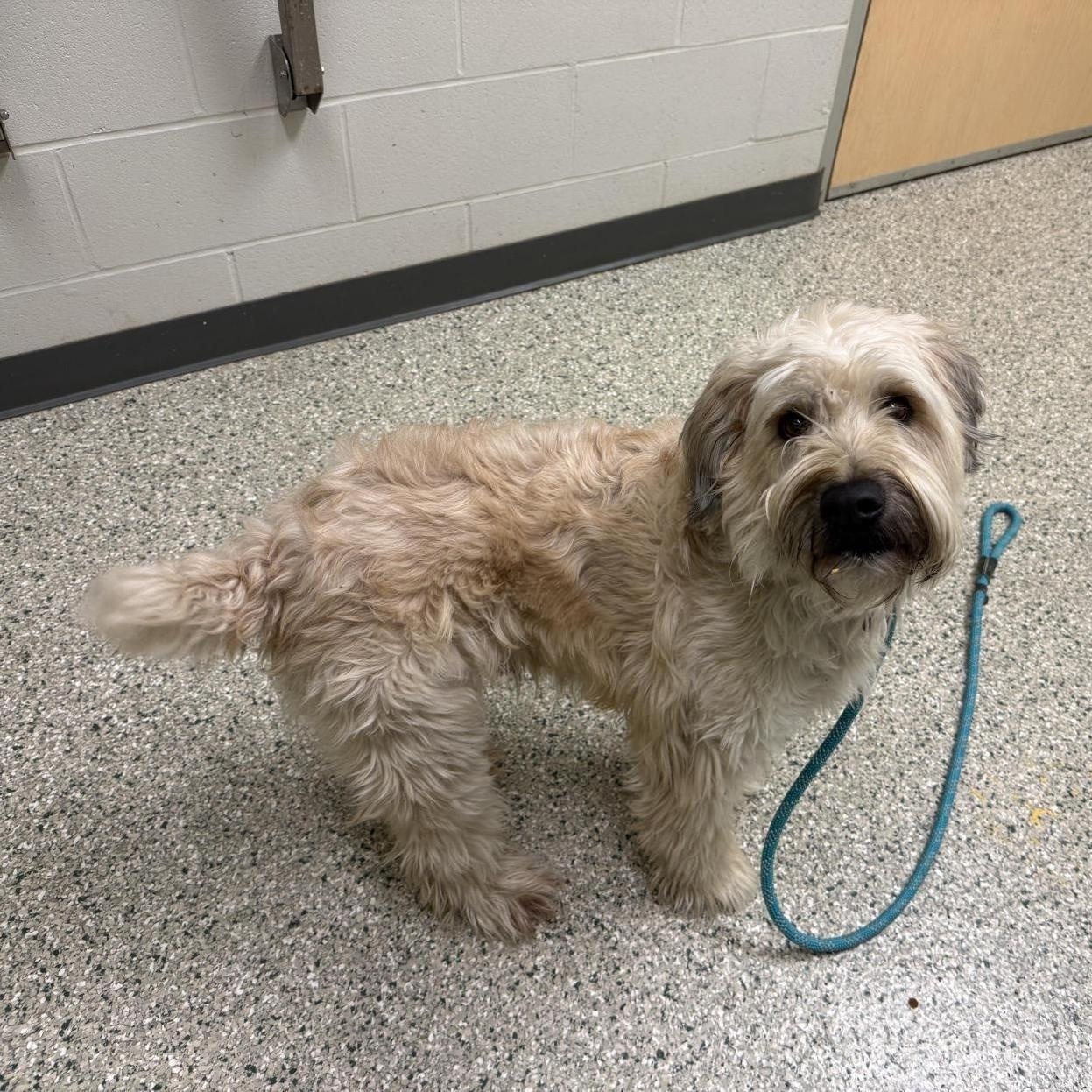 Toby, adopted, Adult Male Wheaten Terrier.