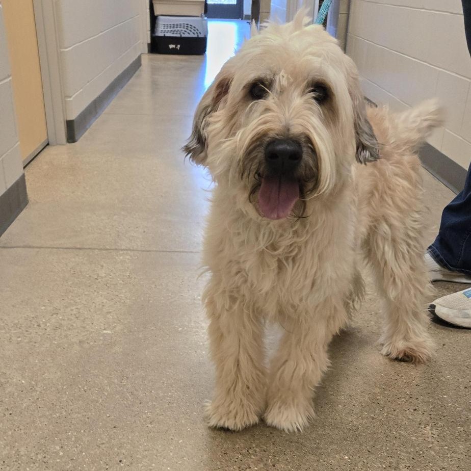 Enlarge Toby, an adopted Wheaten Terrier in Cedar Rapids, IA image 2/5