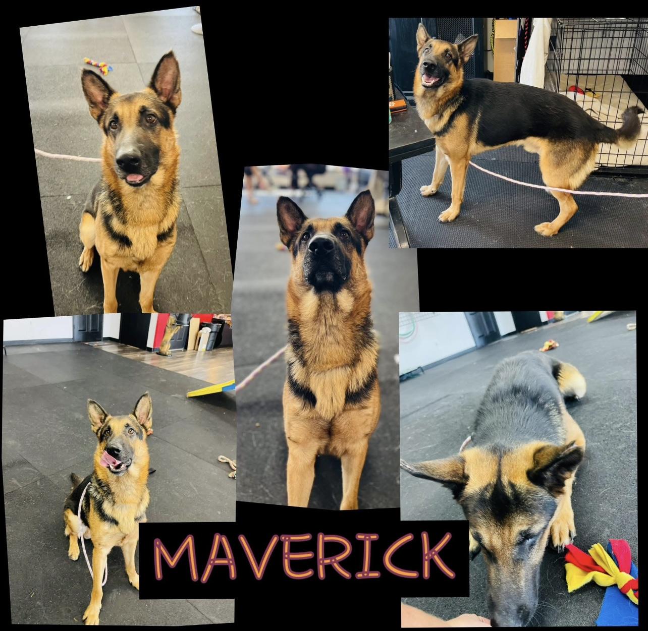 Maverick, Adoptable, Young Male German Shepherd Dog.