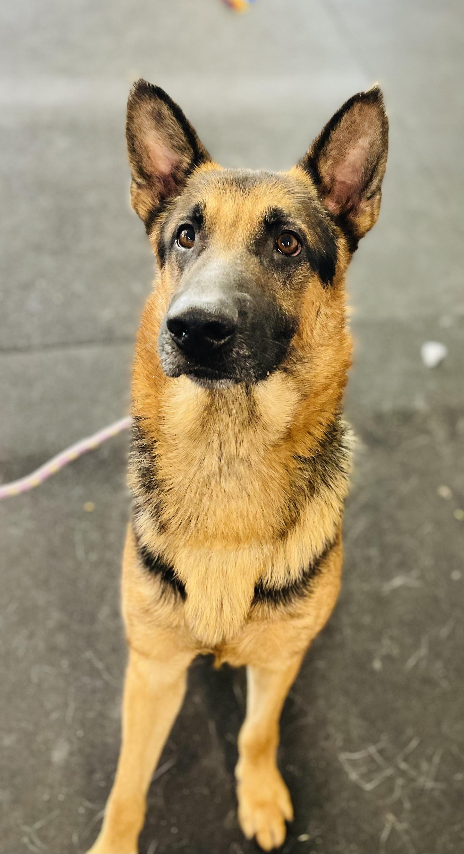Enlarge Maverick, a Adoptable mixed breed in Jefferson City, MO image 4/6