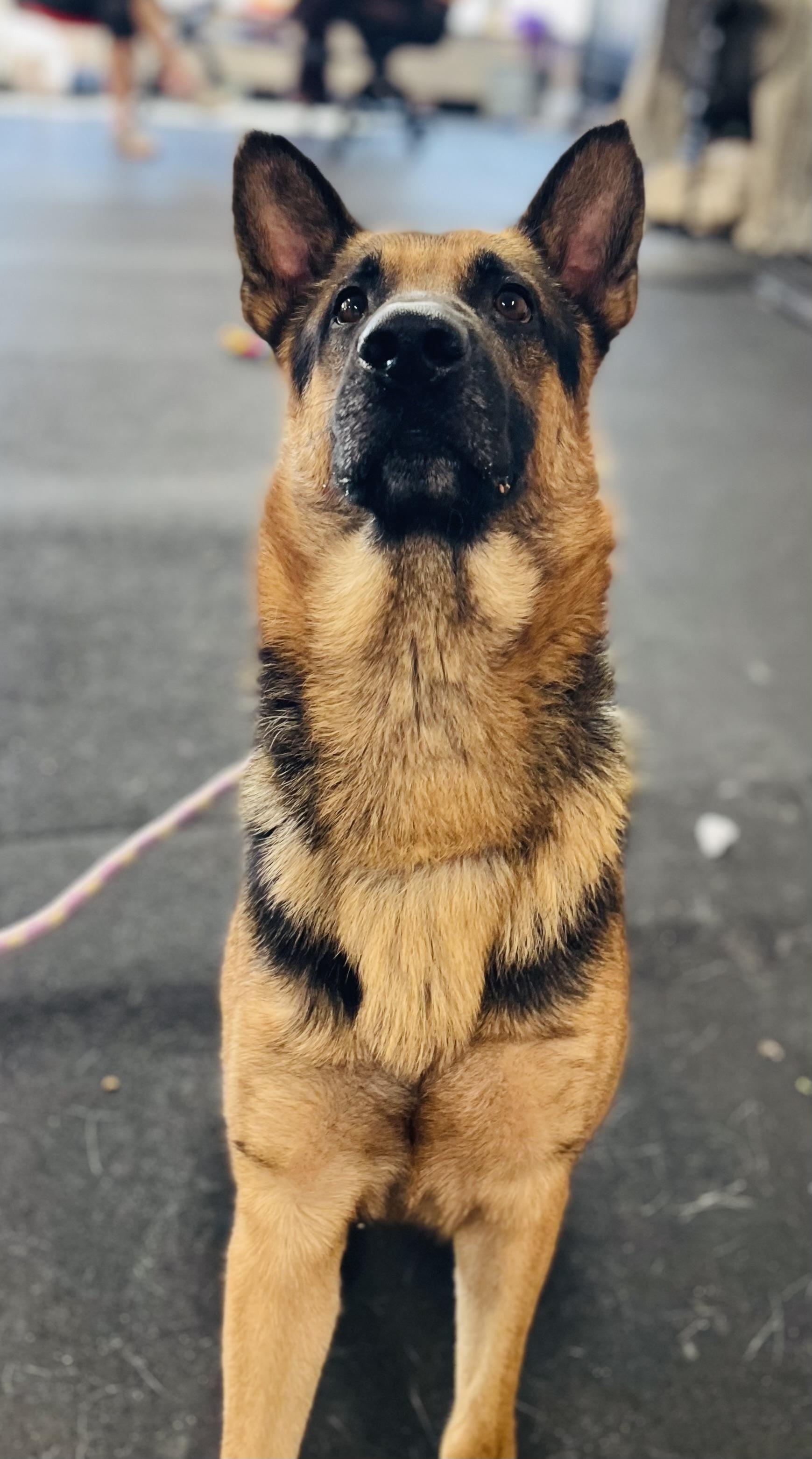Maverick