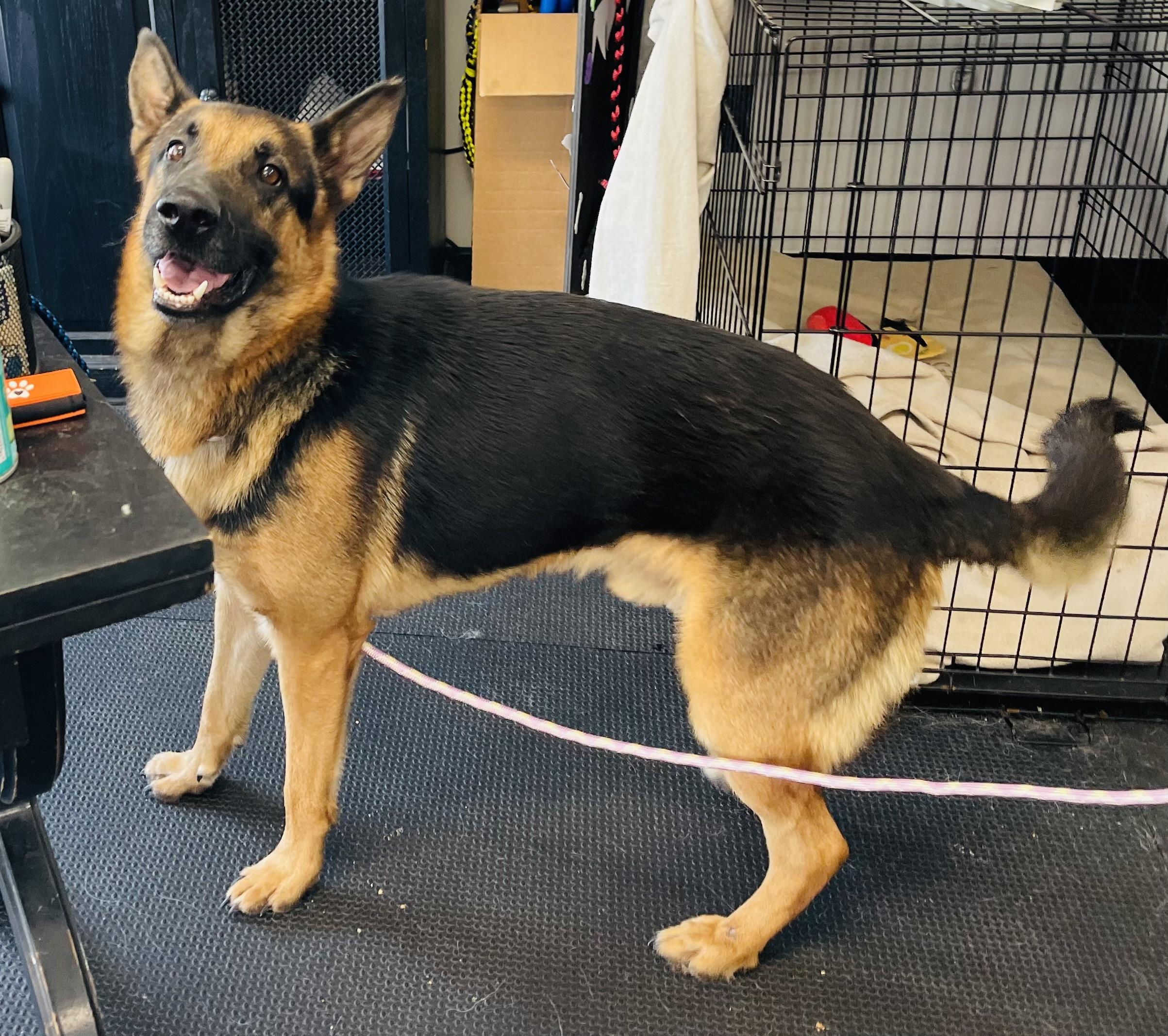 Enlarge Maverick, a Adoptable mixed breed in Jefferson City, MO image 6/6