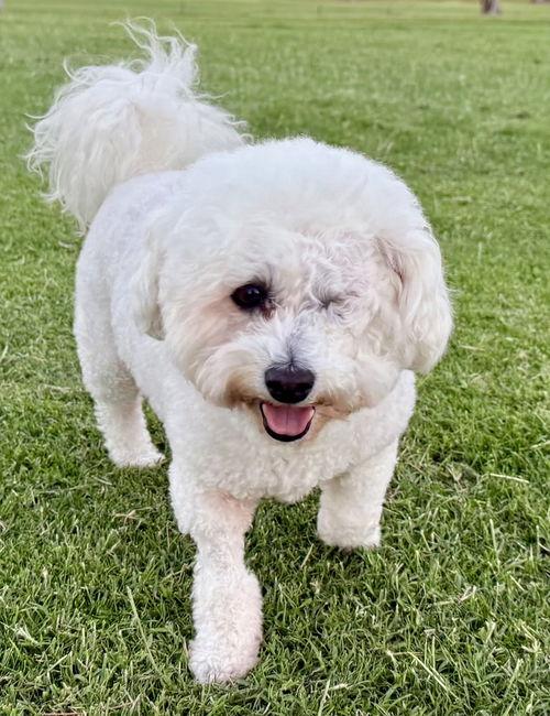 Enlarge BB Brooke, a Adopted Bichon Frise in Henderson, NV image 2/4