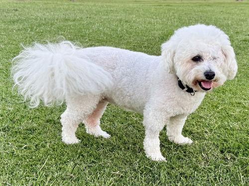 BB Brooke, Adopted, Adult Female Bichon Frise.