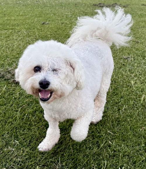 Enlarge BB Brooke, a Adopted Bichon Frise in Henderson, NV image 4/4