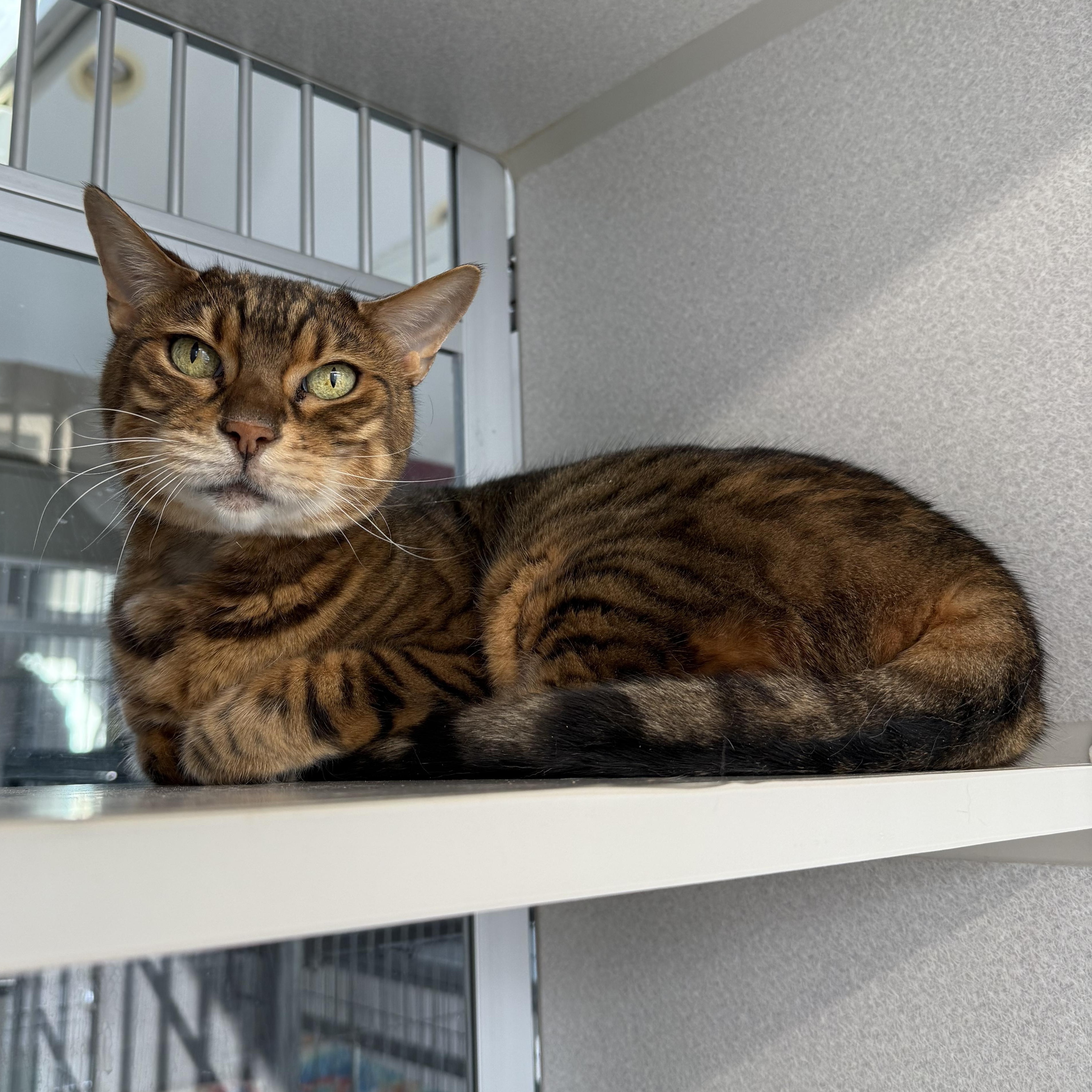 Enlarge PG, an adopted Bengal in West Milford, NJ image 2/6