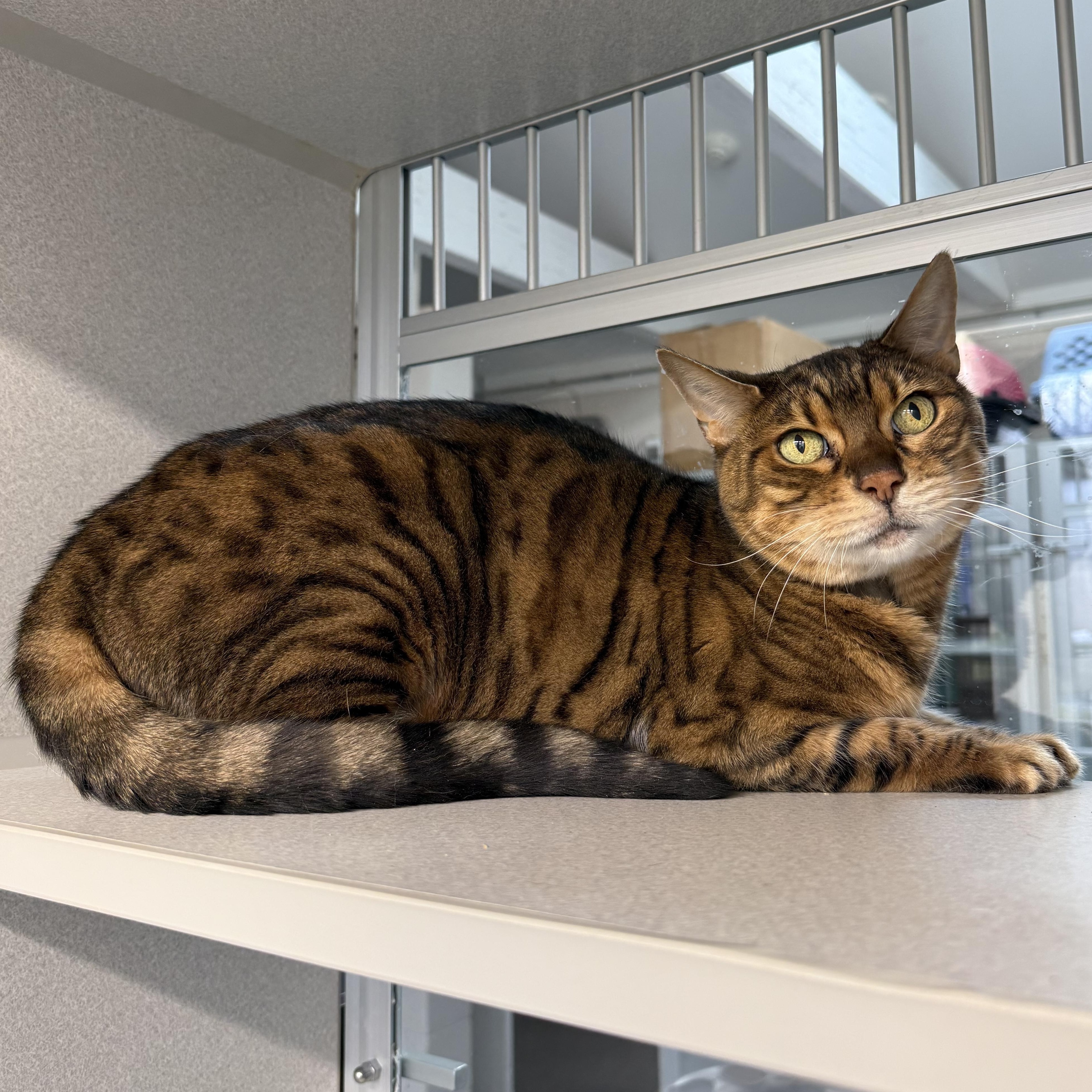 Enlarge PG, an adopted Bengal in West Milford, NJ image 4/6