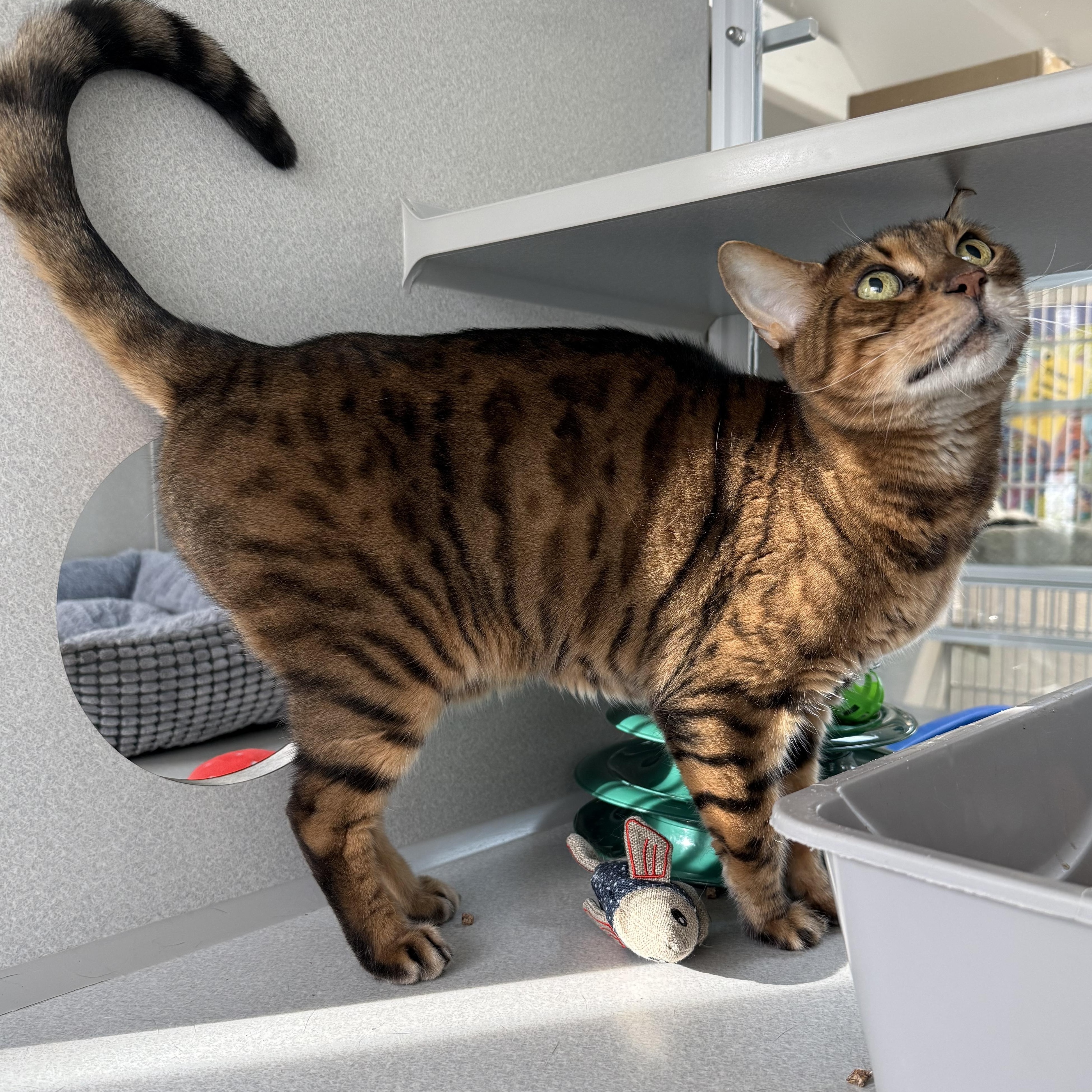 Enlarge PG, an adopted Bengal in West Milford, NJ image 6/6