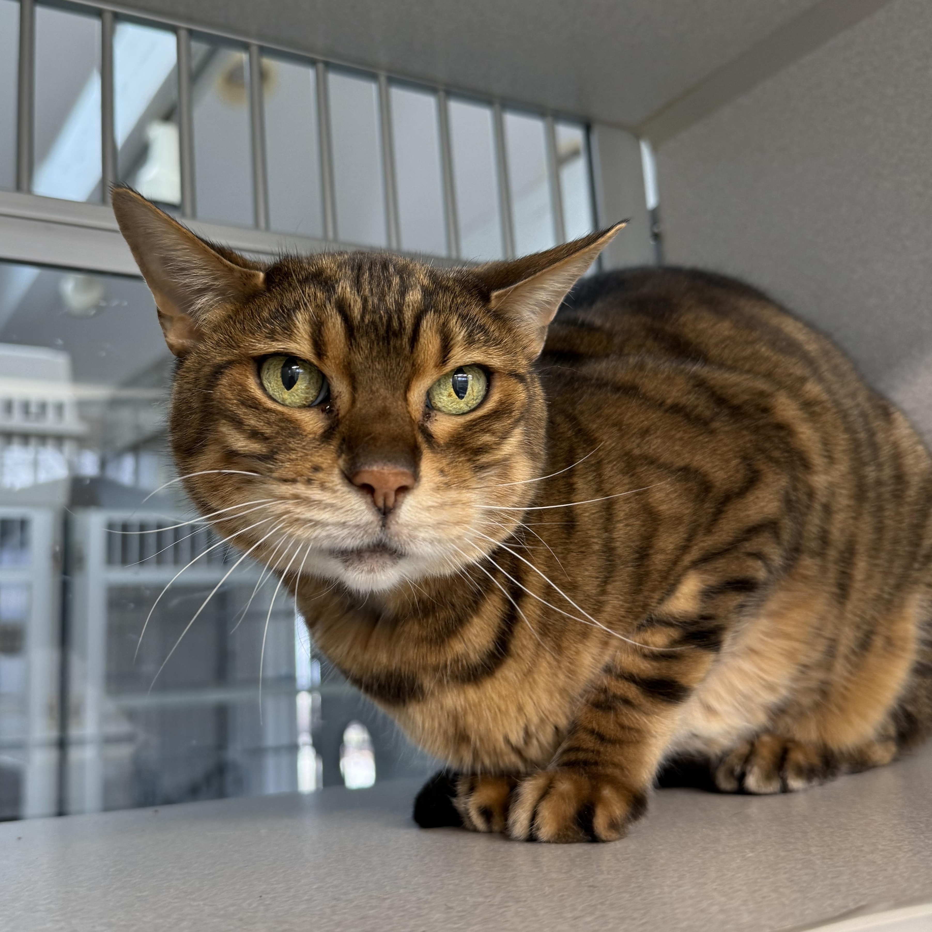 PG, adopted, Senior Female Bengal.