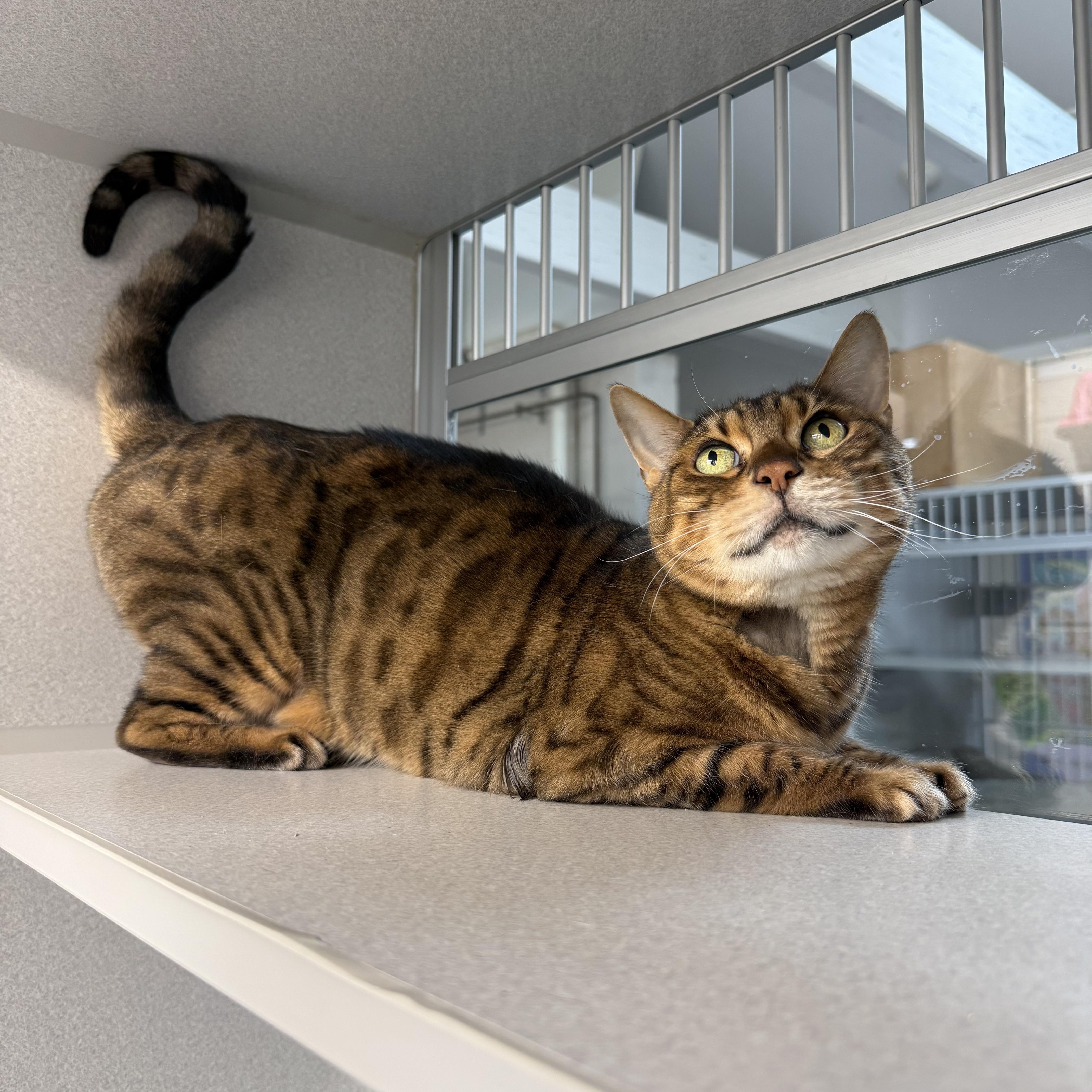 Enlarge PG, an adopted Bengal in West Milford, NJ image 3/6