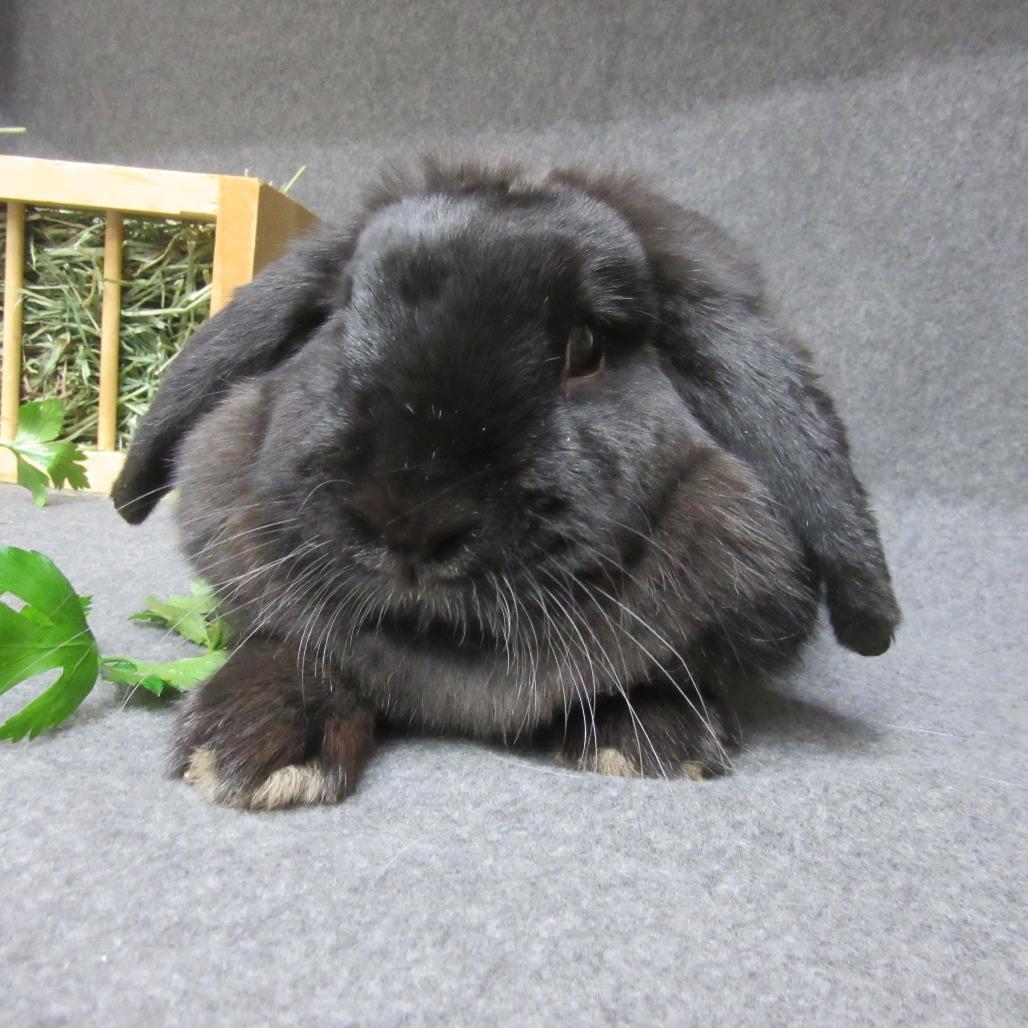 Enlarge Marzi, a Adoptable Holland Lop in Newport, PA image 3/3