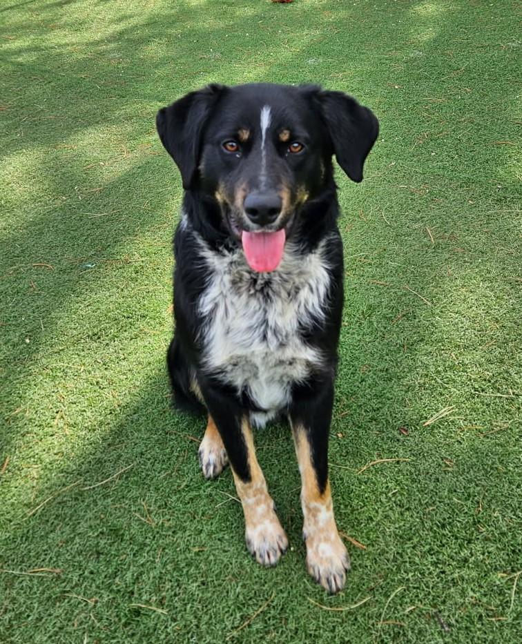 Enlarge Rocky, a Adoptable mixed breed in Crystal City, MO image 1/1